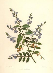 Duranta erecta (Duranta plumieri)